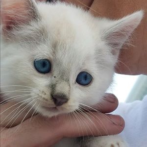 Meet your Posher, Gwen